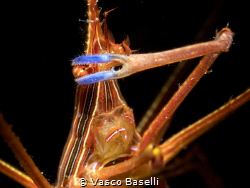 Arrowhead crab inspired by John Travolta in the dance com... by Vasco Baselli 